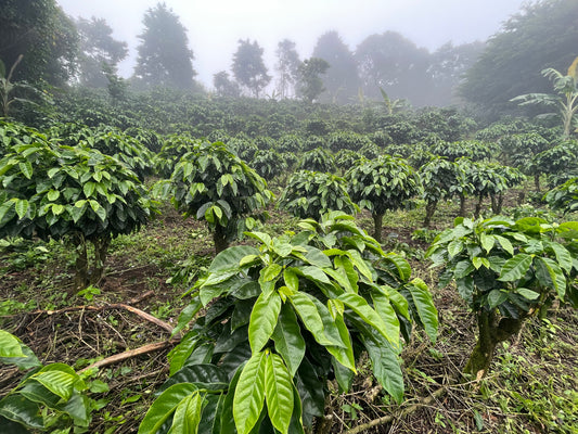 Costa Rica's 8 Coffee Growing Regions
