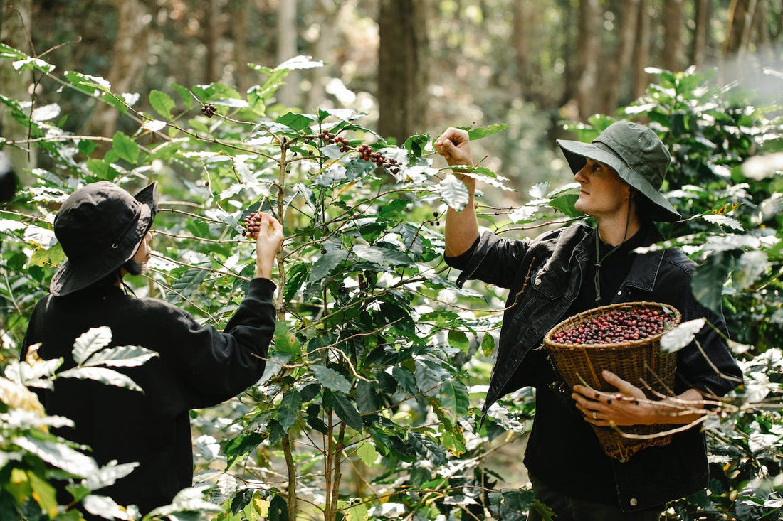 How Long Does It Take for a Coffee Tree to Reach Maturity