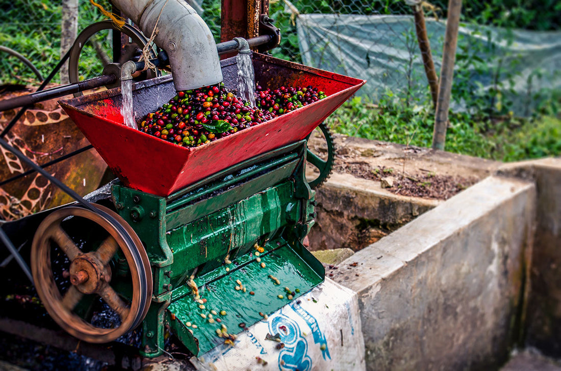 Costa Rica Coffee Farm
