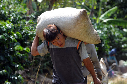 CoCosta Rica coffee farm during harvest season